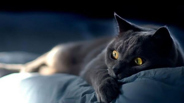 猫咪毛色不同性格大不同，橘猫又聪明又温和，奶牛猫就让人头疼了