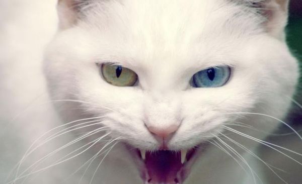 猫咪毛色不同性格大不同，橘猫又聪明又温和，奶牛猫就让人头疼了