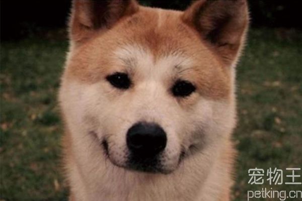 秋田犬训练技巧