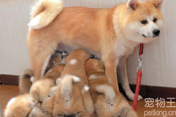 秋田犬训练技巧