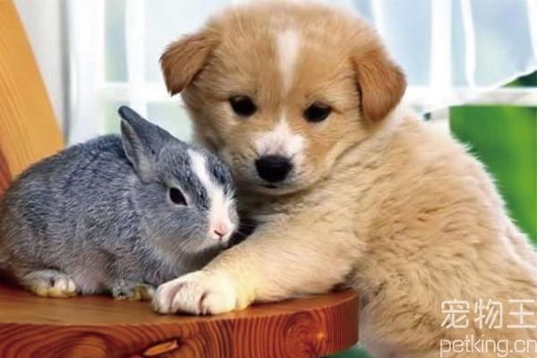 秋田犬训练技巧
