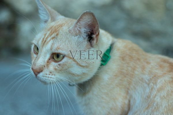 家里漂亮的宠物猫戴着项圈往旁边看。一只猫的肖像。宠物护理的概念照片摄影图片