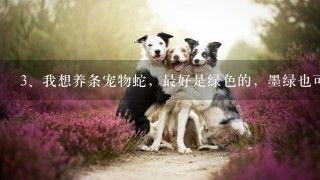 我想养条宠物蛇，最好是绿色的，墨绿也可以，有什么