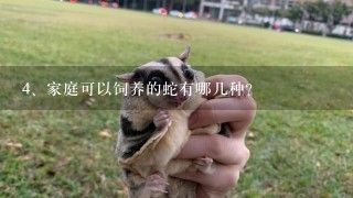 家庭可以饲养的蛇有哪几种？