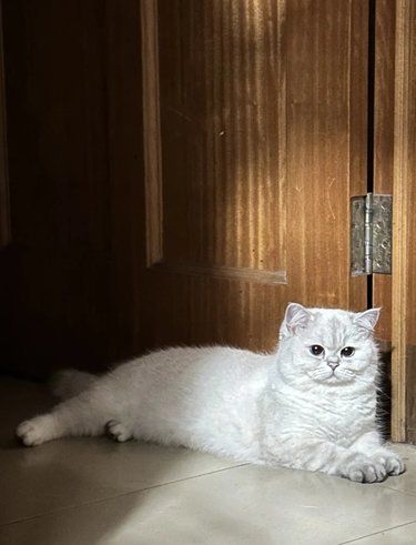 我的小猫会发光✨