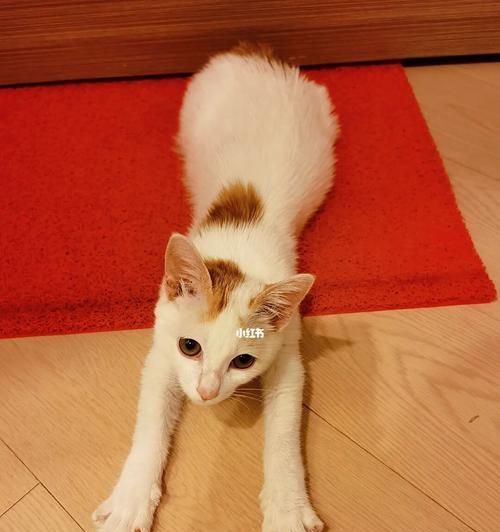 猫咪治愈心情的奇妙力量（探究猫咪对人类心理健康的积极影响）