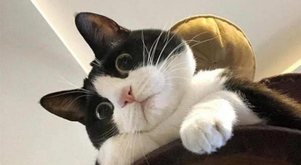 猫咪治愈心情的奇妙力量（探究猫咪对人类心理健康的积极影响）