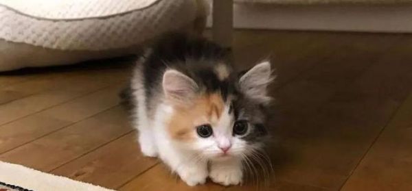 猫咪治愈心情的奇妙力量（探究猫咪对人类心理健康的积极影响）