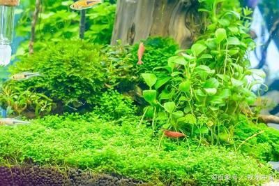 家庭鱼缸水草如何养：家庭鱼缸养护水草缸养护水草缸的养护需要注意什么 鱼缸风水 第3张