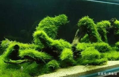 家庭鱼缸水草如何养：家庭鱼缸养护水草缸养护水草缸的养护需要注意什么 鱼缸风水 第2张