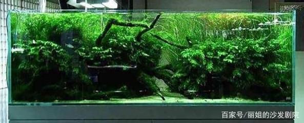 家庭鱼缸水草如何养：家庭鱼缸养护水草缸养护水草缸的养护需要注意什么 鱼缸风水 第1张