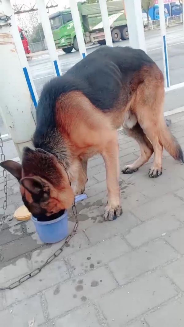 寻德国牧羊犬