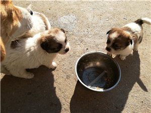 宠物狗销售