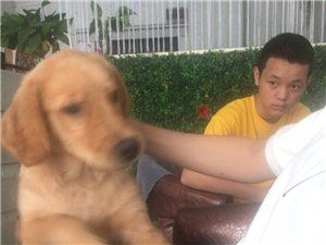 爱狗出售
