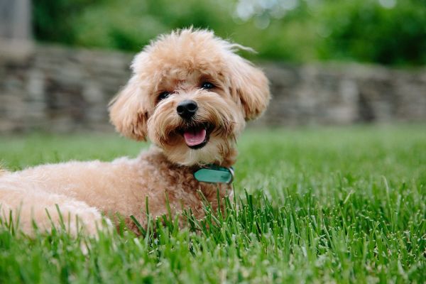 perros que no dan alergia Caniche
