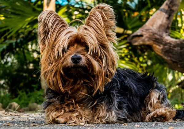 perros que no dan alergia Yorkshire Terrier