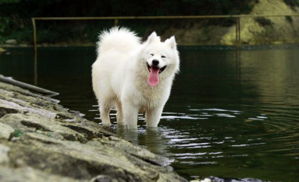 Perros que no dan alergia: Samoyedo