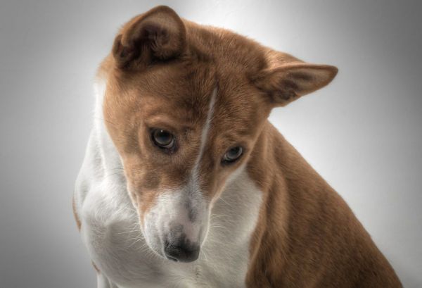 Perros que no dan alergia: Basenji
