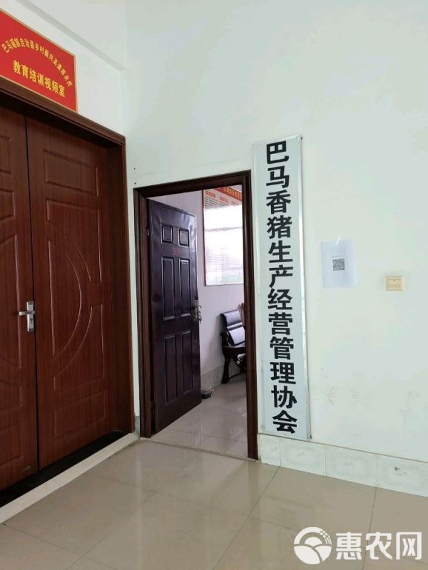 巴马香猪苗种猪母猪多少钱纯种香猪仔市场价格广西香猪养殖场技术