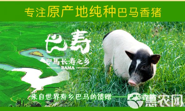 巴马香猪苗种猪母猪多少钱纯种香猪仔市场价格广西香猪养殖场技术