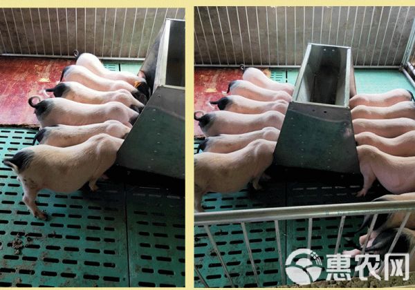 巴马香猪苗种猪母猪多少钱纯种香猪仔市场价格广西香猪养殖场技术
