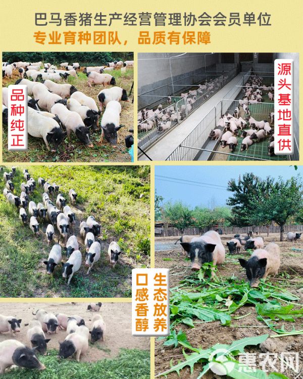 巴马香猪苗种猪母猪多少钱纯种香猪仔市场价格广西香猪养殖场技术