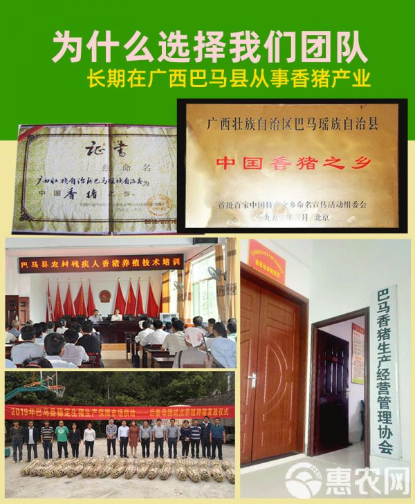 巴马香猪苗种猪母猪多少钱纯种香猪仔市场价格广西香猪养殖场技术