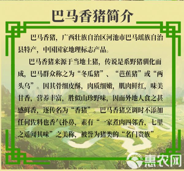 巴马香猪苗种猪母猪多少钱纯种香猪仔市场价格广西香猪养殖场技术