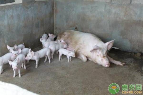 种牧草喂猪有六大优势，养殖户都知道吗？-图片版权归惠农网所有