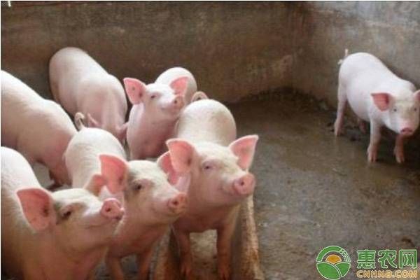 种牧草喂猪有六大优势，养殖户都知道吗？-图片版权归惠农网所有
