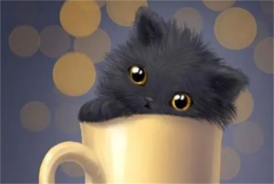 茶杯猫怎么喂养？茶杯猫饲养指南