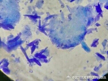 犬小孢子菌