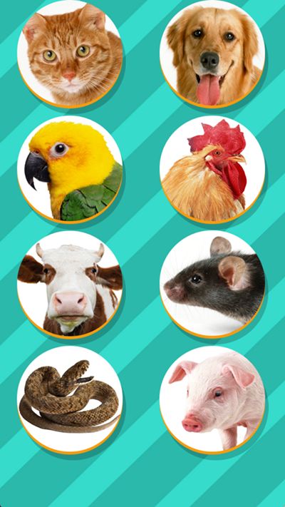 Pet Translator最新版使用教程