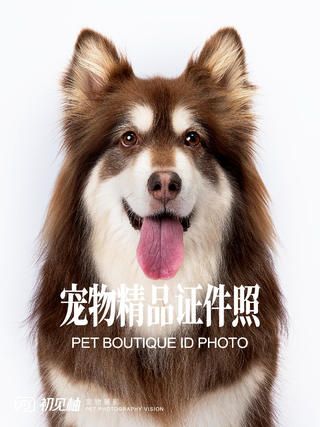 宠物精品证件照-白色背景客片展示