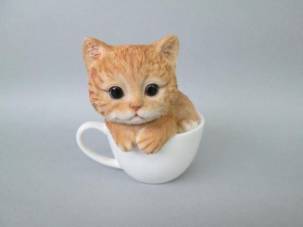 最受欢迎的宠物猫，身形娇小能放进茶杯，你喜欢吗？