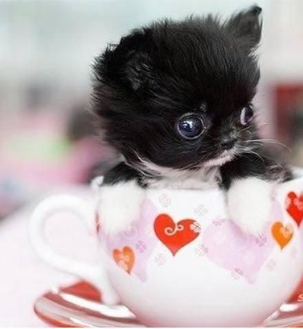最受欢迎的宠物猫，身形娇小能放进茶杯，你喜欢吗？