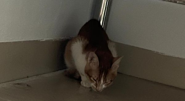 宠物健康关键，小猫吐黄水应及时治疗（宠物健康关键）