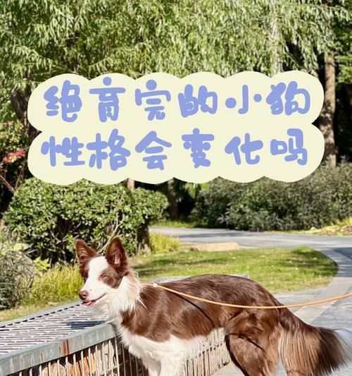小狗喘气有痰怎么办（宠物呼吸道疾病的注意事项和治疗方法）
