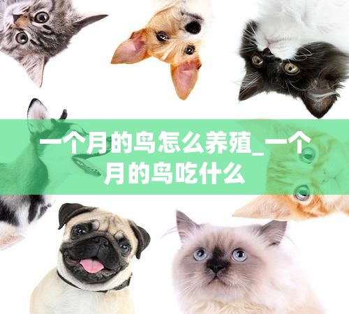 一个月的鸟怎么养殖_一个月的鸟吃什么
