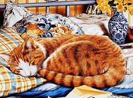 浅谈猫咪巨结肠症的治疗