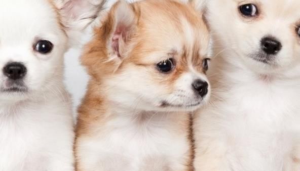 宠物豚鼠养殖(豚鼠养殖户)