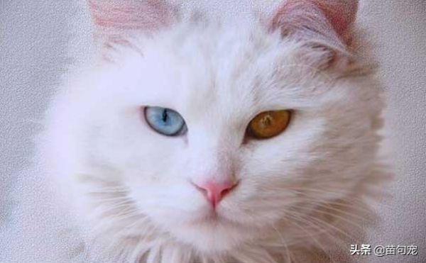 「宠物猫品种」猫罐头多久喂一次