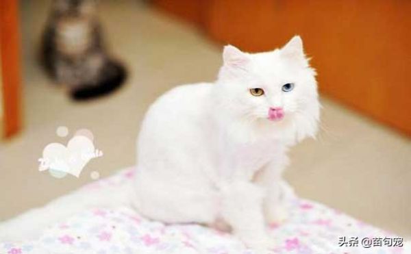 「宠物猫品种」猫罐头多久喂一次