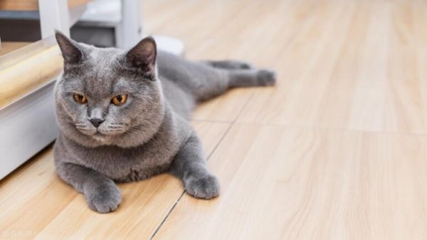 英短猫如何饲养和喂养?掌握这些方法让你的猫猫健康又快乐