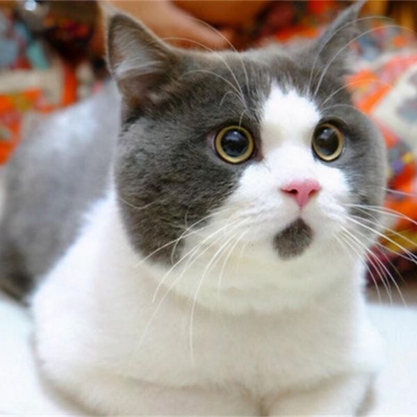 英短猫如何饲养和喂养?掌握这些方法让你的猫猫健康又快乐