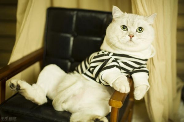 英短猫如何饲养和喂养?掌握这些方法让你的猫猫健康又快乐