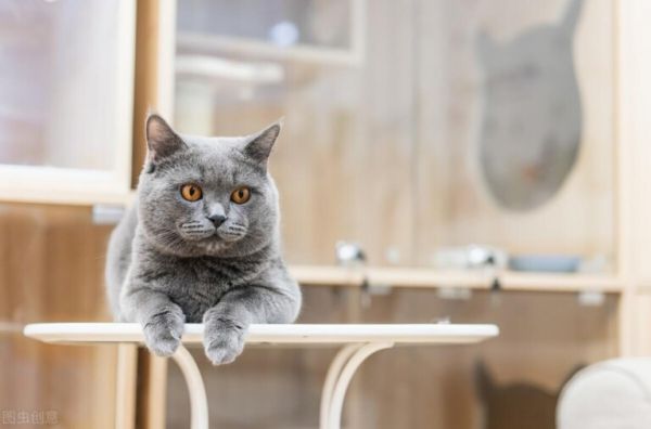 英短猫如何饲养和喂养?掌握这些方法让你的猫猫健康又快乐