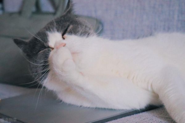 英短猫如何饲养和喂养?掌握这些方法让你的猫猫健康又快乐