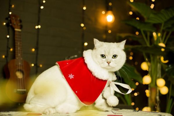 英短猫如何饲养和喂养?掌握这些方法让你的猫猫健康又快乐