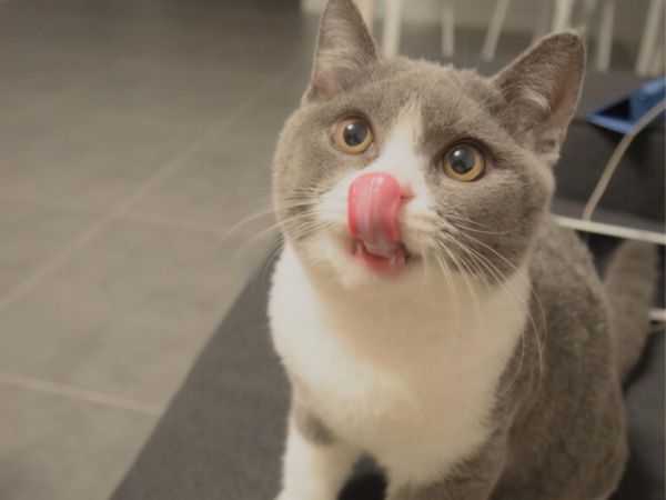 英短猫如何饲养和喂养?掌握这些方法让你的猫猫健康又快乐